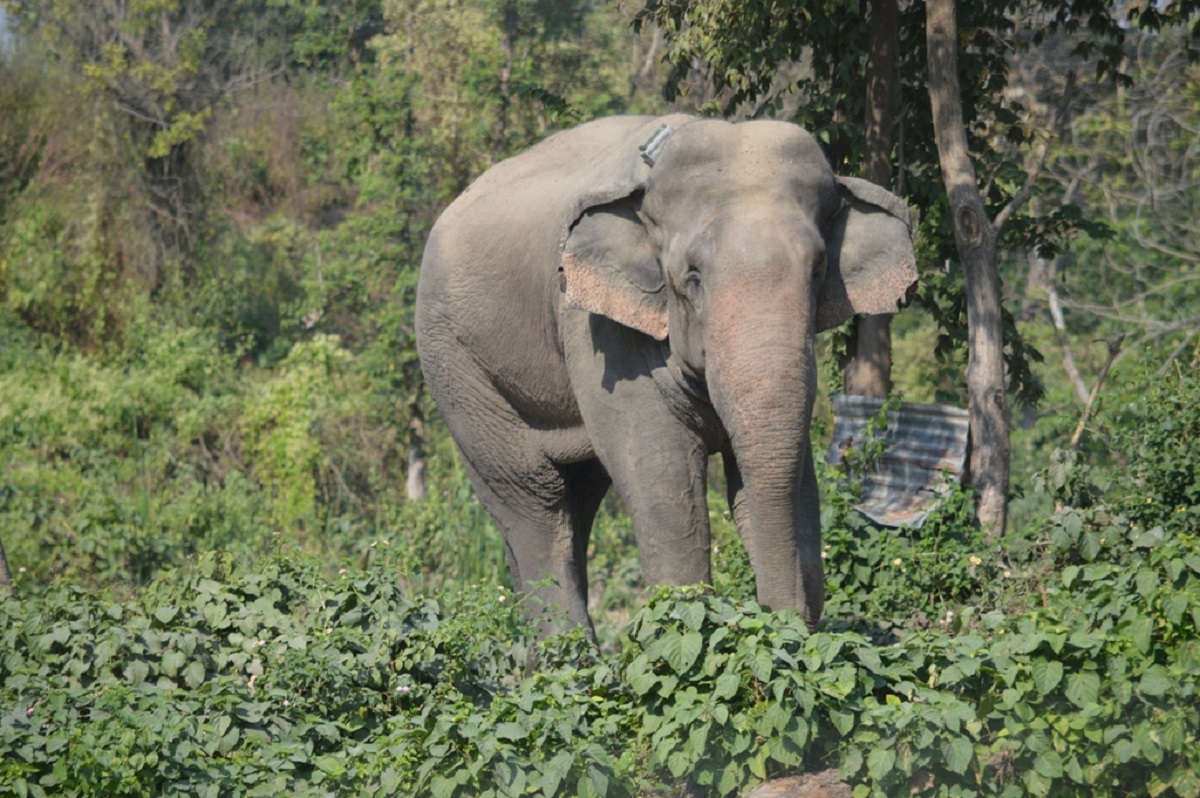प्रतीकात्मक तस्बिर